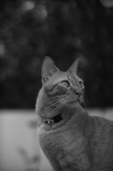 Artistic black and white photo of a cat gazing attentively outdoors.