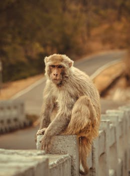 Close-up of a rhesus macaque sitting on a rural road barrier in Una, India.